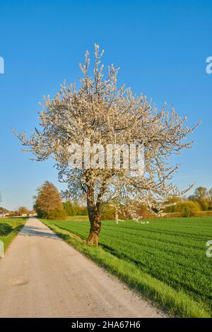 Sauerkirsche (prunus cerasus), Feldweg, Kirschbaum, Blüte, Frühling, bayern, deutschland Stockfoto