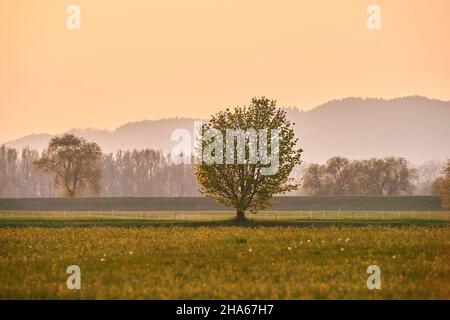 norwegenahorn (acer platanoides), gebrochene Weide (salix fragilis) im Frühjahr, blühend, bayern, deutschland Stockfoto