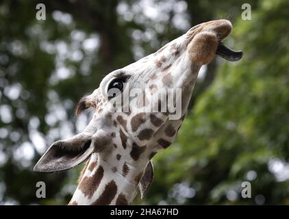 Nahaufnahme einer Giraffe mit der Zunge vor einem Bokeh-Hintergrund Stockfoto