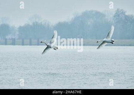 Stumme Schwäne (cygnus olor),Fliegen,bayern,deutschland Stockfoto