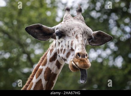 Nahaufnahme einer Giraffe mit der Zunge vor einem Bokeh-Hintergrund Stockfoto