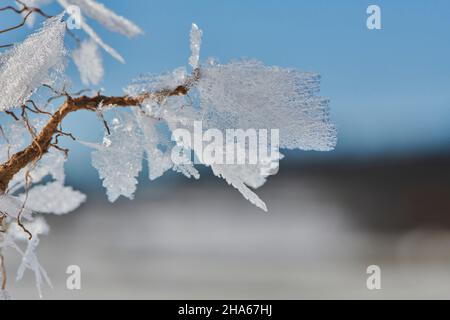 Eiskristalle auf Pflanzenresten, bayern, deutschland Stockfoto