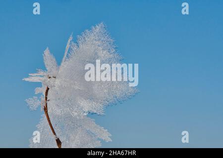 Eiskristalle auf Pflanzenresten, bayern, deutschland Stockfoto