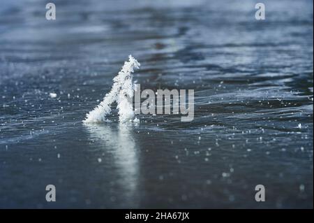 Eiskristalle auf Pflanzenresten in einem gefrorenen See, bayern, deutschland Stockfoto