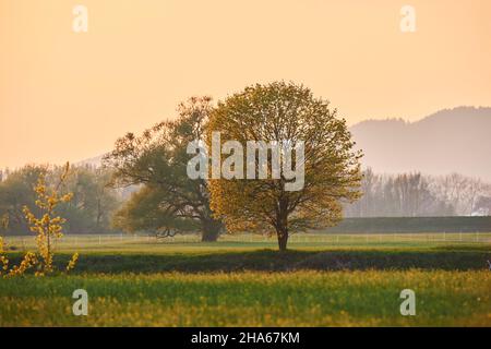 norwegenahorn (acer platanoides), gebrochene Weide (salix fragilis) im Frühjahr, blühend, bayern, deutschland Stockfoto