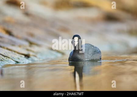 auf einem See, Bayern, deutschland, schwimmt ruß oder Ruß (fulica atra) Stockfoto