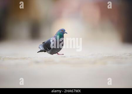 feral-Taube oder Stadttaube (columba livia domestica), Wandern, bayern, deutschland Stockfoto