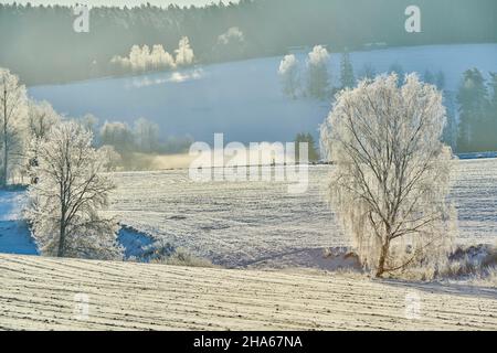 Silberbirke (betula pendula) nach Sonnenaufgang mit Frost bedeckt, bayern, deutschland Stockfoto