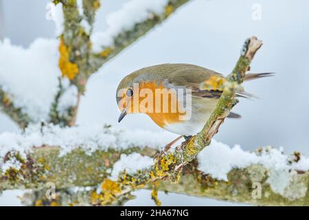 europäischer Rotkehlchen (erithacus rubecula) auf einem Zweig, bayern, deutschland Stockfoto