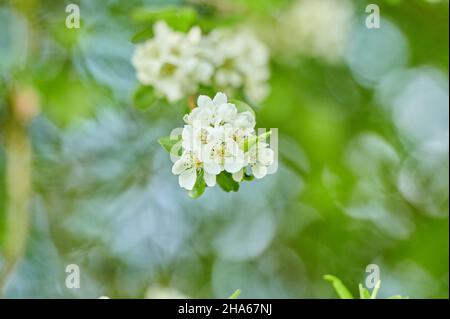 Kultur Birne (pyrus communis),blühend,bayern,deutschland Stockfoto