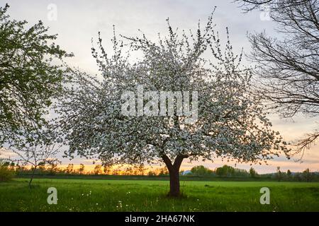 Kultivierter Apfel (prunus domestica), Baum, Sonnenuntergang, blühend, bayern, deutschland Stockfoto