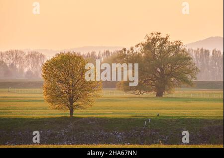 norwegenahorn (acer platanoides), gebrochene Weide (salix fragilis) im Frühjahr, blühend, bayern, deutschland Stockfoto