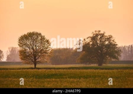 norwegenahorn (acer platanoides), gebrochene Weide (salix fragilis) im Frühjahr, blühend, bayern, deutschland Stockfoto