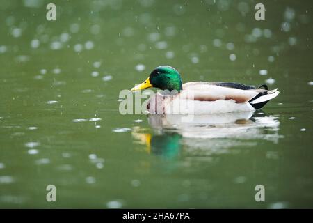 mallard (anas platyrhynchos),drake,schwimmt auf einem bayerischen See,deutschland Stockfoto