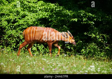 östlicher Bongo (tragelaphus eurycerus isaaci), Wiese, seitlich Stockfoto