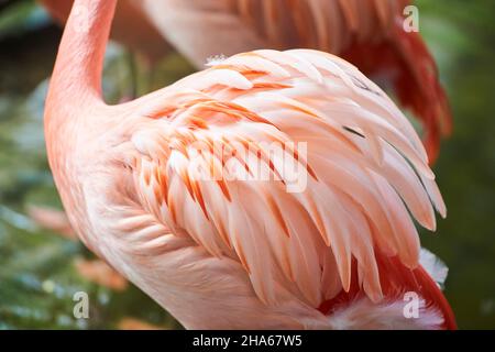 Chileflamingo oder chilenischer Flamingo (phoenicopterus chilensis), Gefiederdetail, Vorkommen in Südamerika, gefangen, deutschland, europa Stockfoto