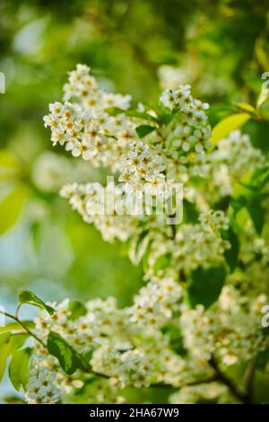 Gewöhnliche Vogelkirsche, gewöhnliche Vogelkirsche oder Traubenkirsche (prunus padus, Padus avium), Blüten, bayern, deutschland, europa Stockfoto