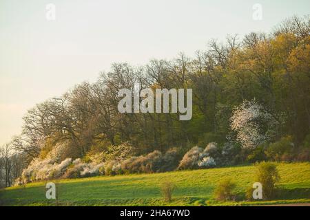 Sauerkirsche (prunus cerasus) Bäume in einer wilden Hecke, blühend, bayern, deutschland Stockfoto
