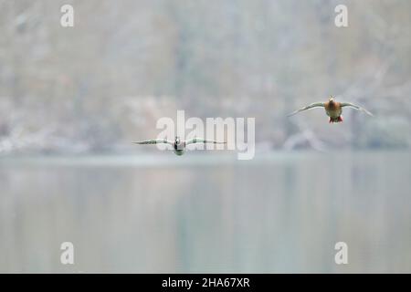 mallard (anas platyrhynchos), Paar, drake und Weibchen, Land in einem See bayern, deutschland Stockfoto