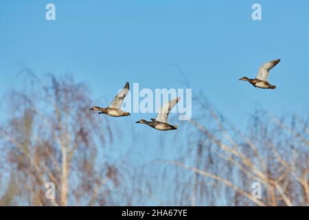 Gewöhnliche Tauben oder Krieger (anas crecca), Erwachsene weibliche Vögel im Flug, bayern, deutschland Stockfoto