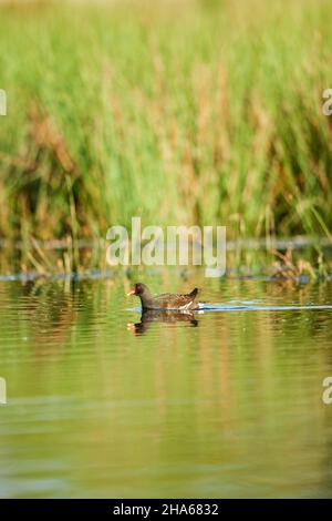 Gemeine Teichschiene (Gallinula chloropus) schwimmt in einem Teich, franken, bayern, deutschland Stockfoto