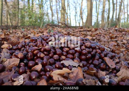 Rufen Rosskastanien im Wald zur Wildführung Stockfoto