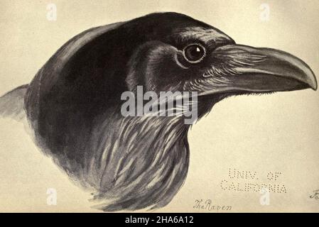 'Der Rabe', aus Platte 47 mit Vögeln aus Moidart und anderswo (1895).