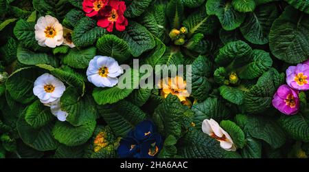 Primula. Frühlingsblume Primula mit grünen Blättern Stockfoto