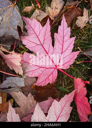 Nahaufnahme des roten Ahornblattes auf dem Gras am Herbsttag. Stockfoto