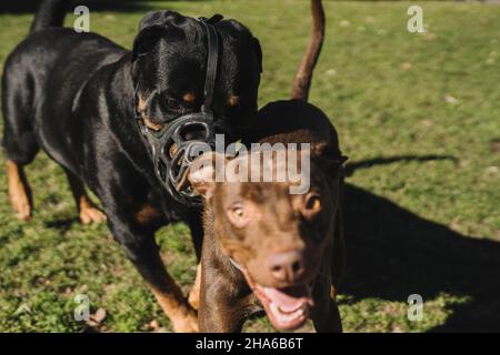 Hunde spielen glücklich im Park. Stockfoto