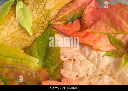 Parthenocissus quinquefolia, Virginia schrillernde herbstliche, bunt gefallene Blätter aus nächster Nähe Stockfoto