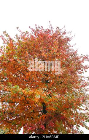 Quercus palustris Nadeleiche typisch herbstliches buntes Laub Stockfoto