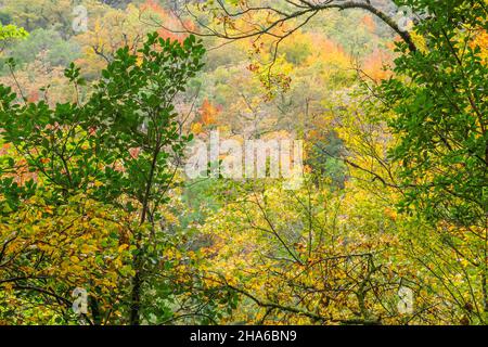 Herbstlicher Mata da Albergaria, gemäßigter Laub- und Mischwald im Peneda-Gerês-Nationalpark, Portugal Stockfoto