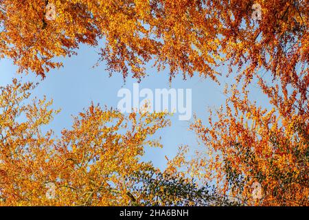 Buchenwälder (Fagus sylvatica) oben mit farbenfrohem Herbstlaub Stockfoto
