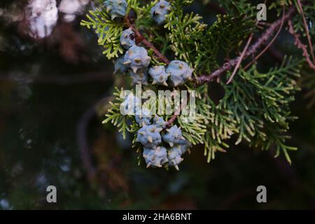 Platycladus orientalis Orientalischer Laub-vitae Nadelbaum mit unreifen Samenkegeln und immergrünen Blättern Stockfoto