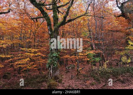 Gemäßigte Laub- und Mischwälder mit herbstlichen fagus sylvatica- und quercus robur-Bäumen mit buntem Laub in Mata da Albergaria, Peneda Geres Stockfoto