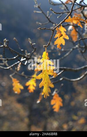 Herbstliches goldenes Laub aus der Pyrenäeneiche (Quercus pyrenaica) Stockfoto