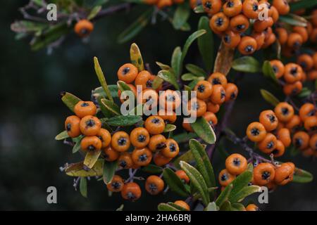 Pyramicantha coccinea firethorn-Orangenpompes Stockfoto