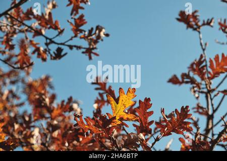 Herbstliches Laub und blauer Himmel im Hintergrund der Pyrenäen (Quercus pyrenaica) Stockfoto