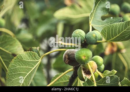 Feigenbaum (Ficus carica) unreife grüne Früchte Stockfoto