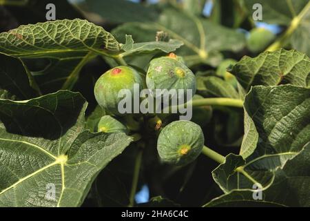 Ficus carica Feigenbaum grüne unreife Früchte Stockfoto