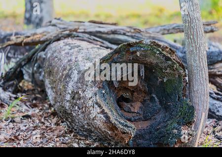 Die ausgebrannte Mulde eines Baumstammes, die auf dem Boden in einem Wald liegt Stockfoto
