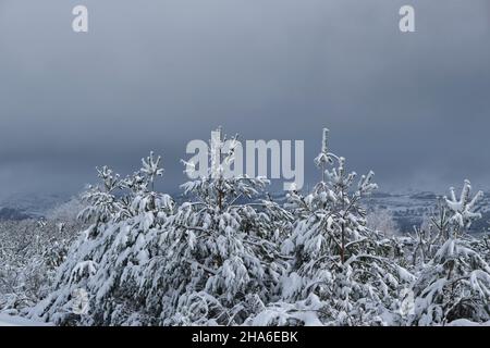 Immergrüne, schneebedeckte Bäume in den Bergen Stockfoto