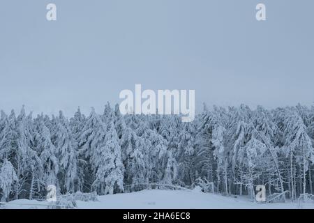 Tannenbäume nach einem Schneesturm in den Bergen Stockfoto