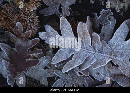 Raureif auf der pyrenäeneiche (Quercus pyrenaica) gefallene Blätter, Winterhintergrund in der Natur Stockfoto