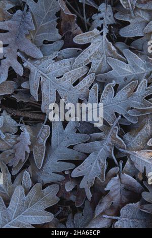 Raureif auf der pyrenäeneiche (Quercus pyrenaica) gefallene Blätter, Winterhintergrund in der Natur Stockfoto