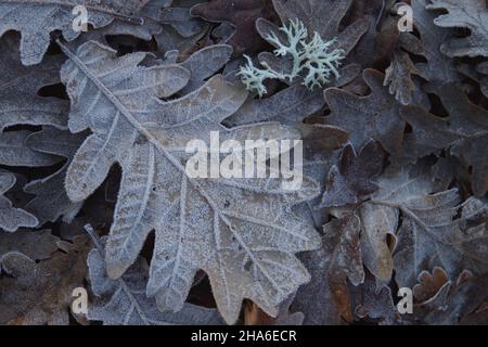 Raureif auf Eiche (Quercus robur) gefallene Blätter, Winter Natur Hintergrund Stockfoto