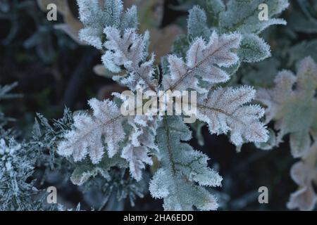 Reif auf den Blättern der pyrenäeneiche (Quercus pyrenaica), Hintergrund der Winterlandschaft Stockfoto