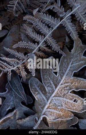 Reif auf gefallenen Blättern, Winter Natur Hintergrund Stockfoto