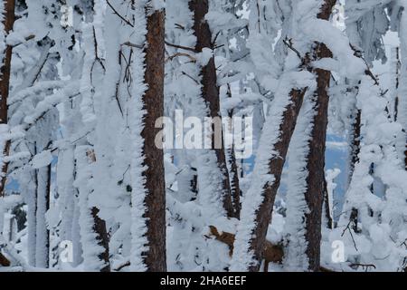 Bäume, die nach einem Schneesturm in den Bergen von mattiertem Schnee bedeckt waren Stockfoto